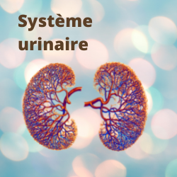 système urinaire et aloe vera